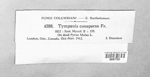 Tympanis conspersa image